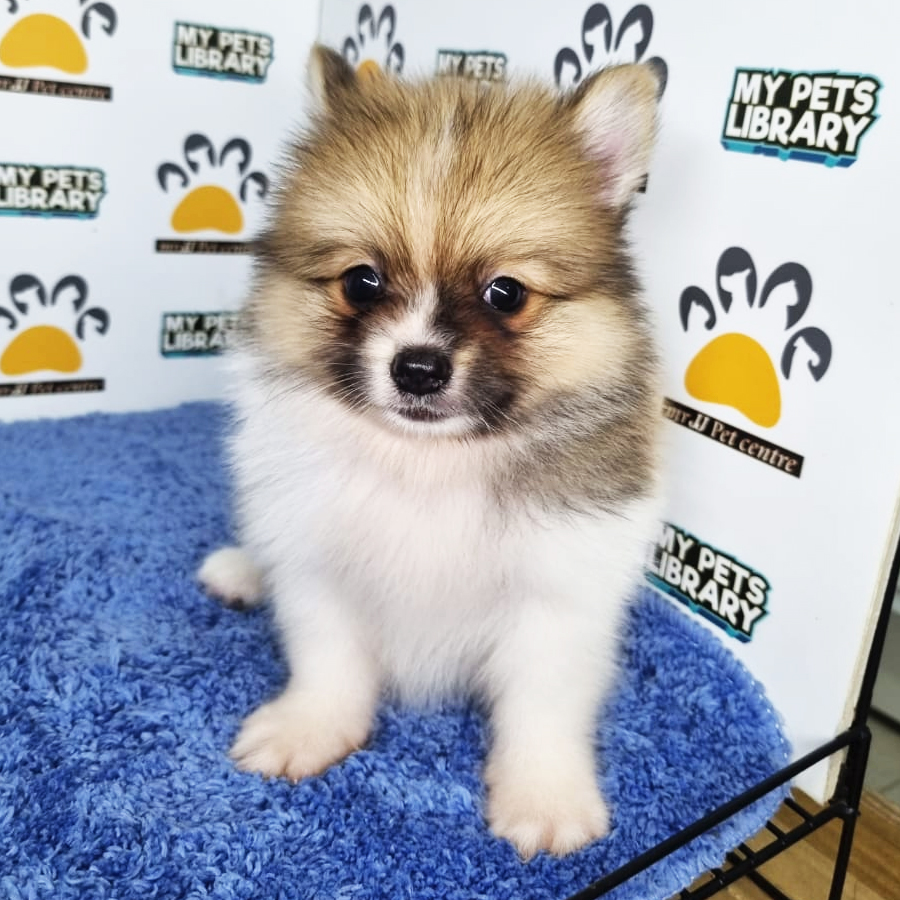 Pomeranian Puppy (Male) For Sale