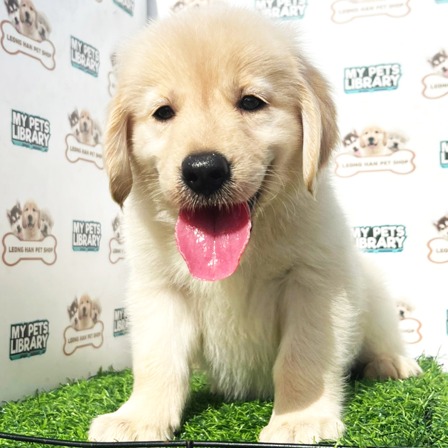 Golden Retriever Puppy (Female) For Sale