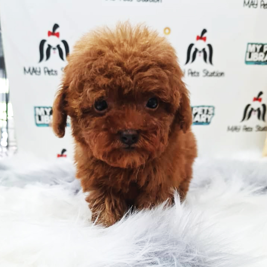 Toy Poodle Puppy (Female) For Sale