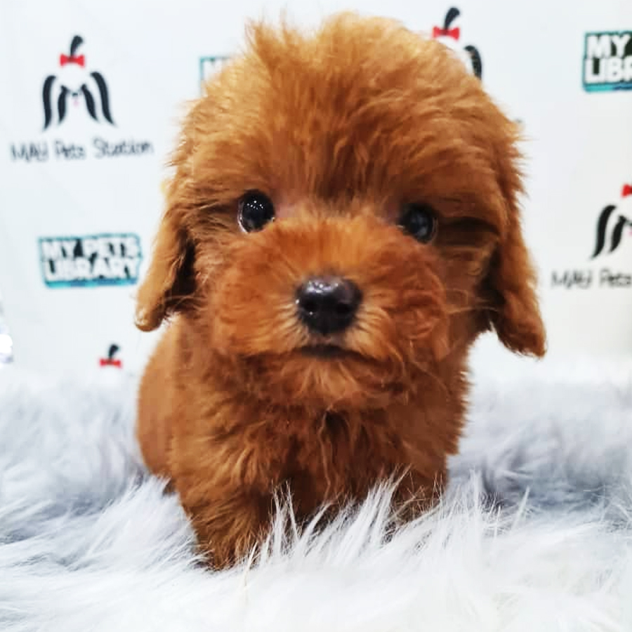 Toy Poodle Puppy (Male) For Sale