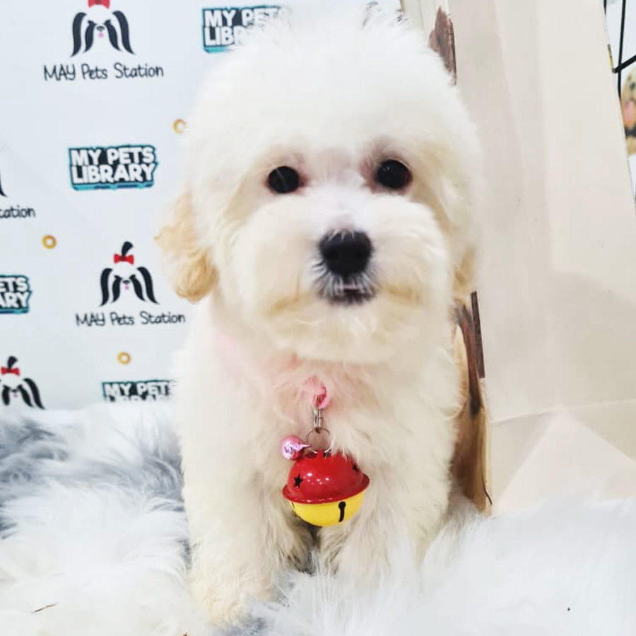Maltipoo Puppy (Female) For Sale