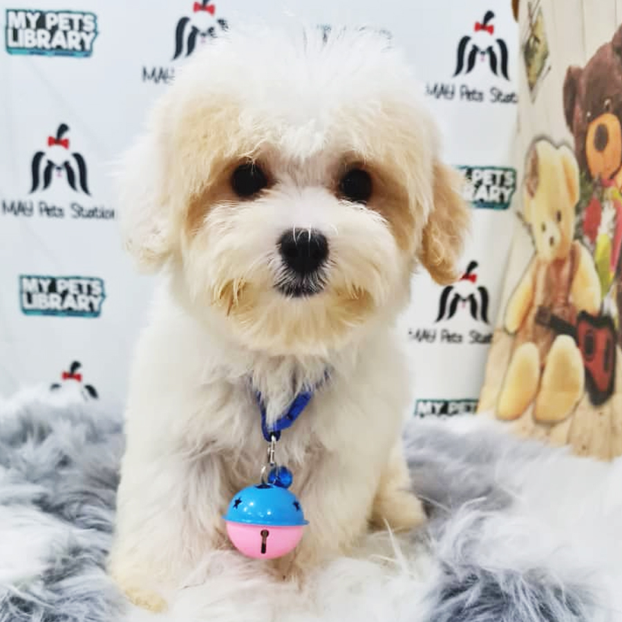 Maltipoo Puppy (Female) For Sale