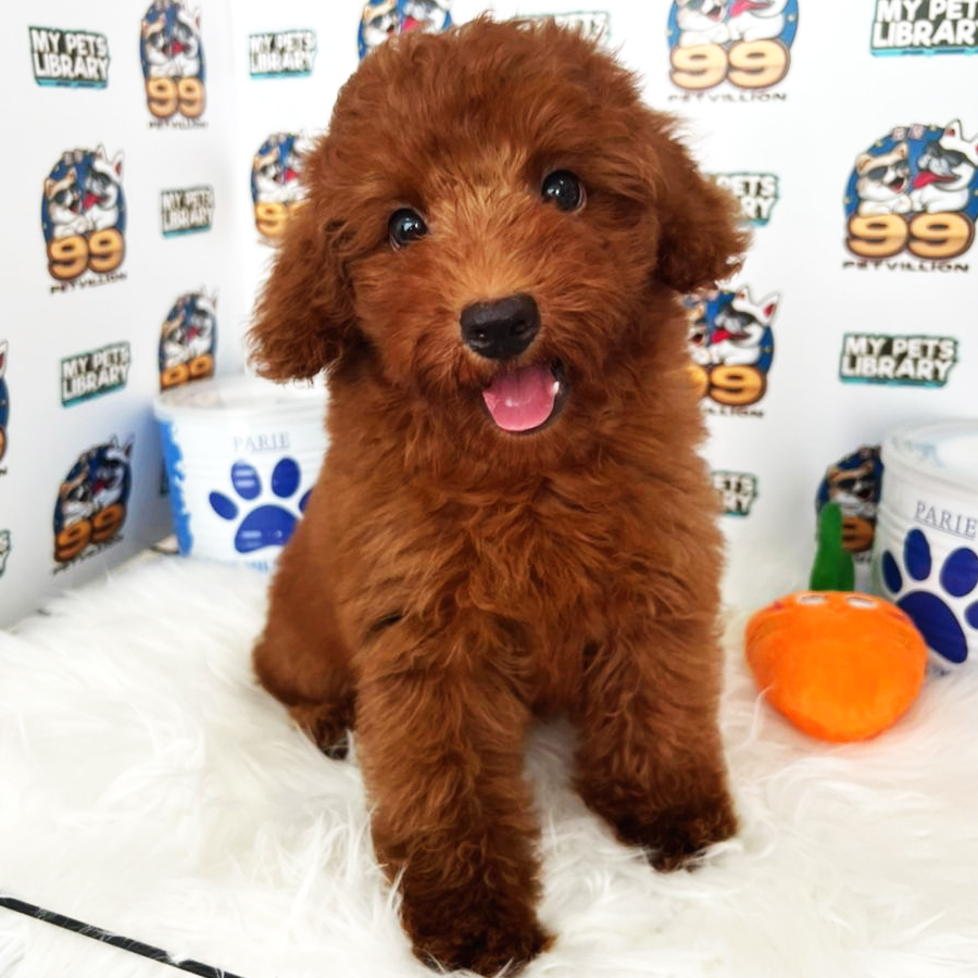 Miniature Poodle Puppy (Male) For Sale