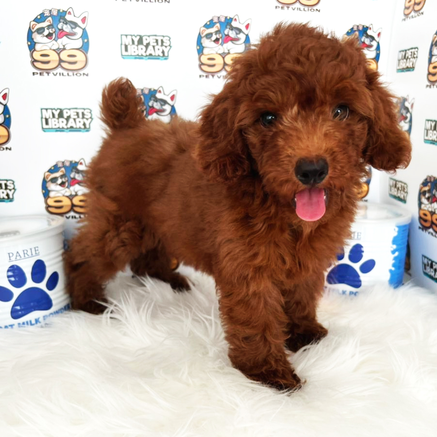 Miniature Poodle Puppy (Male) For Sale