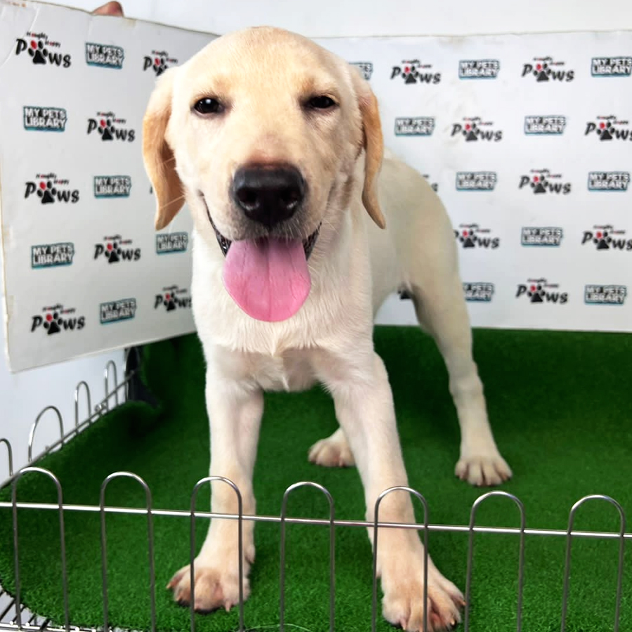 Labrador Retriever Puppy (Male) For Sale