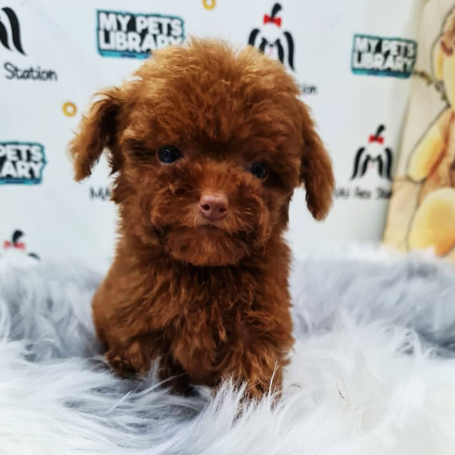 Toy Poodle Puppy (Female) For Sale