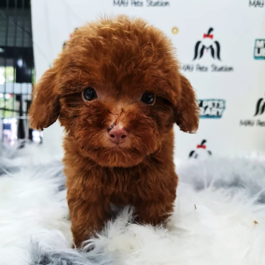 Toy Poodle Puppy (Female) For Sale