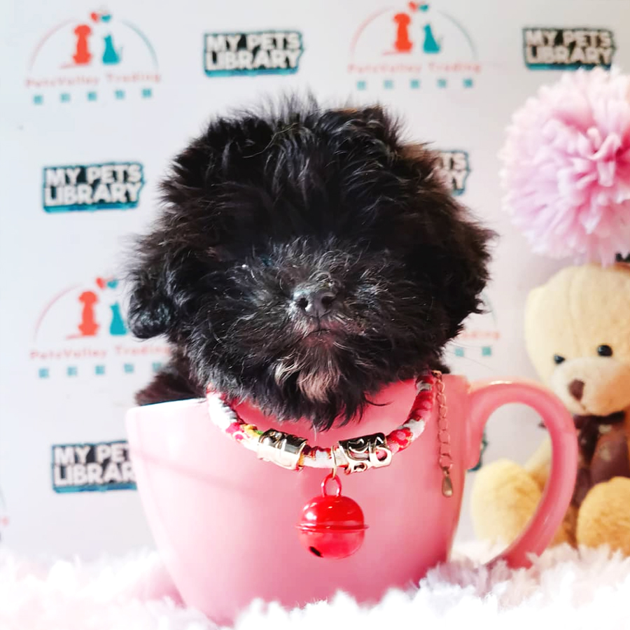 Shihpoo Puppy (Male) For Sale