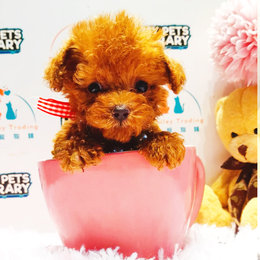 Teacup Poodle Puppy (Male) For Sale