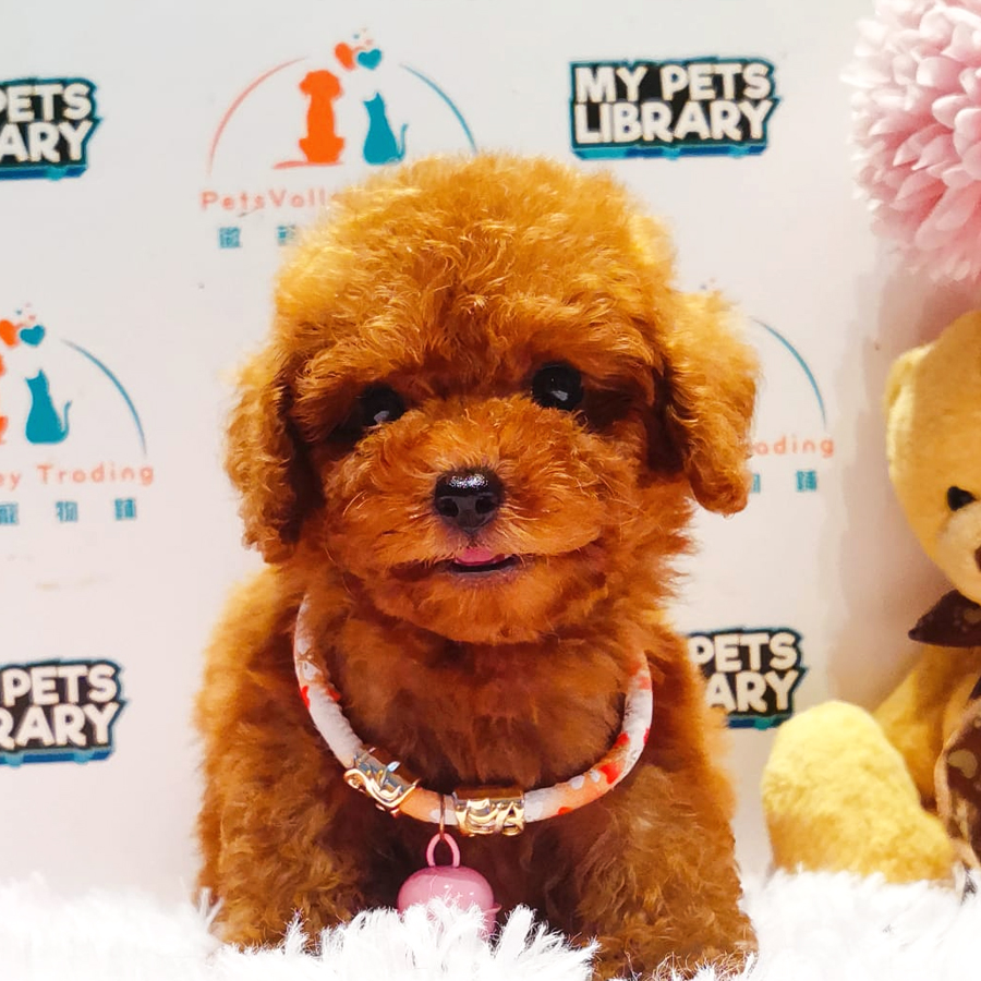 Toy Poodle Puppy (Female) For Sale