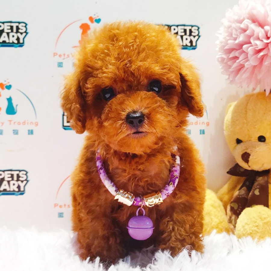 Toy Poodle Puppy (Male) For Sale