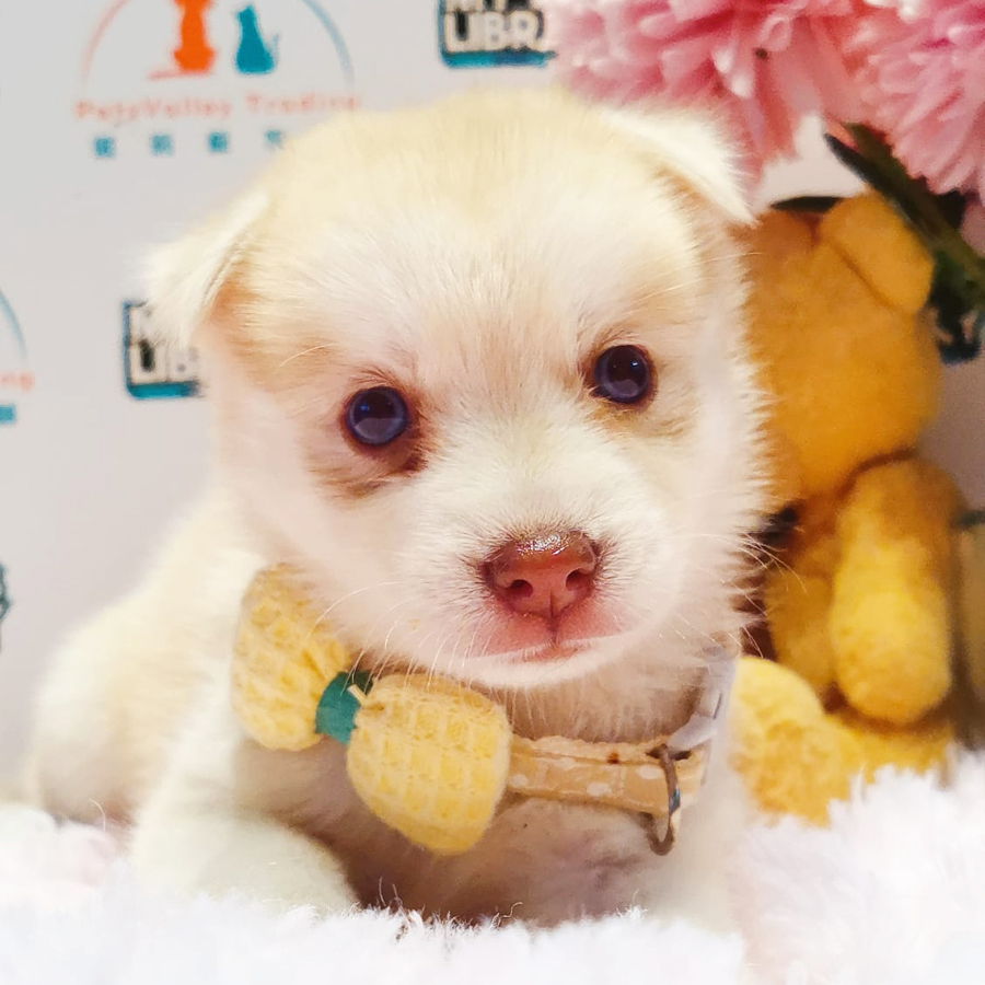 Pomsky Puppy (Female) For Sale