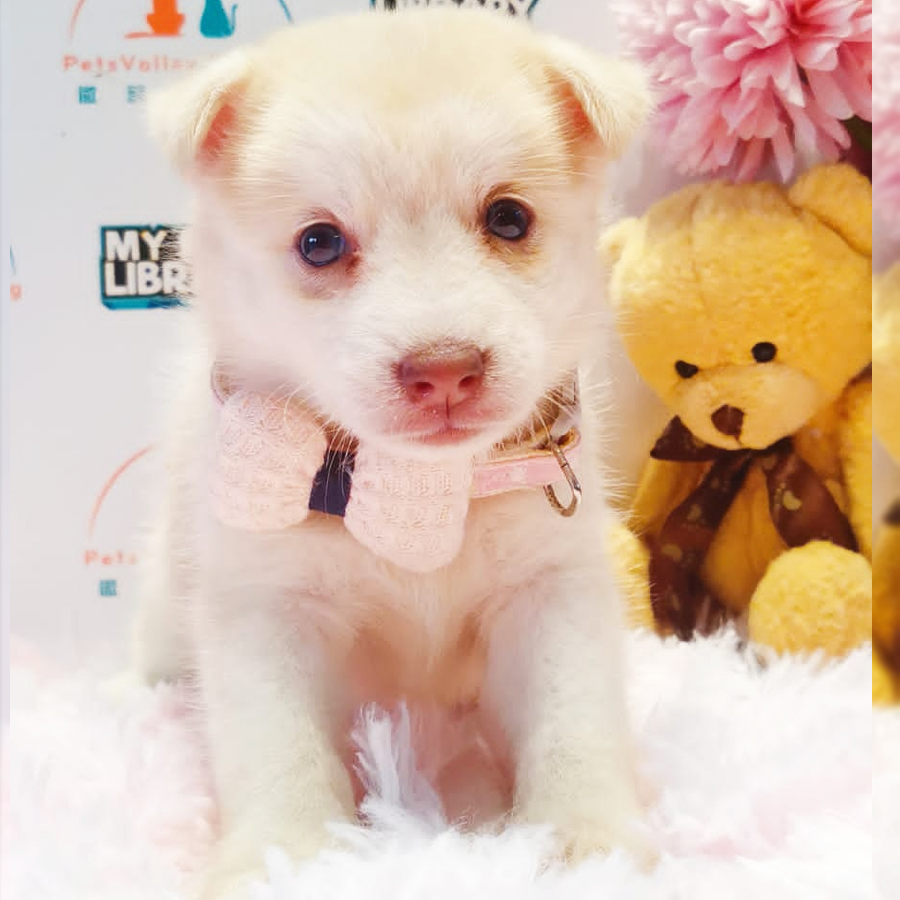 Pomsky Puppy (Female) For Sale