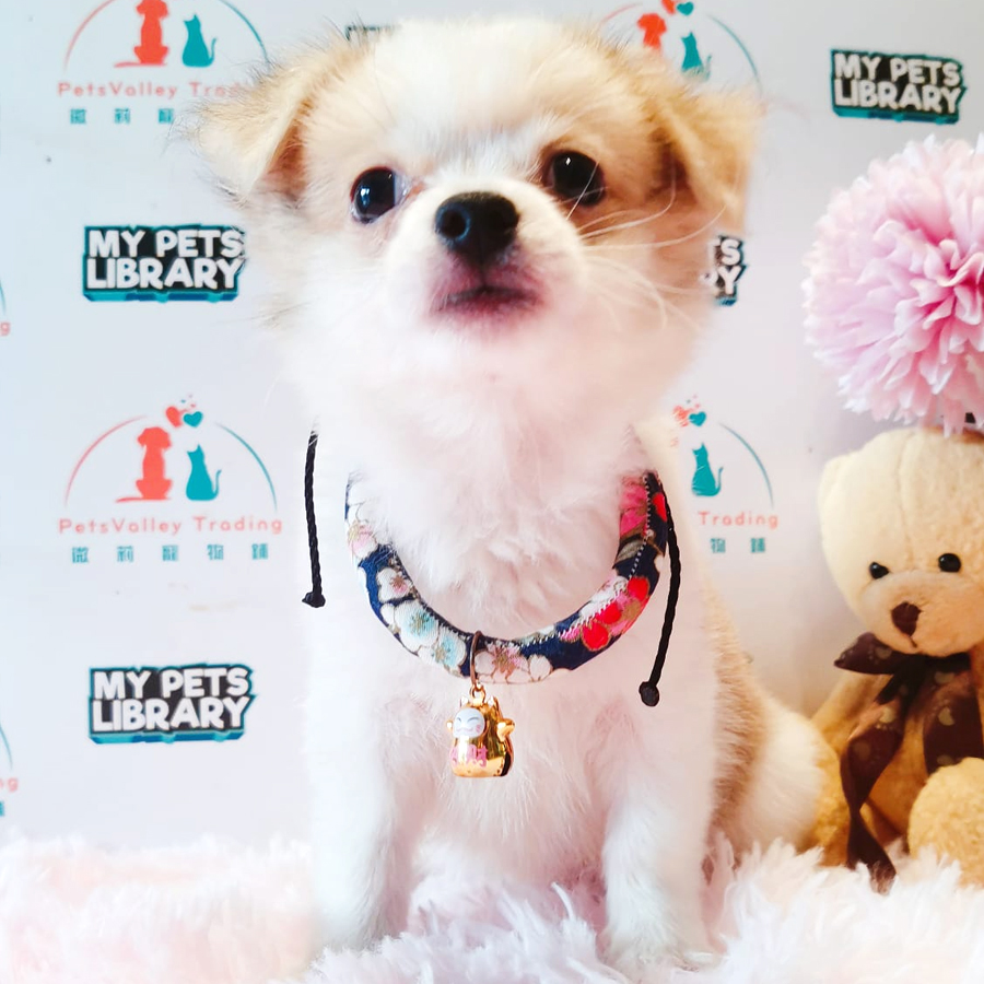 Chihuahua Puppy (Male) For Sale