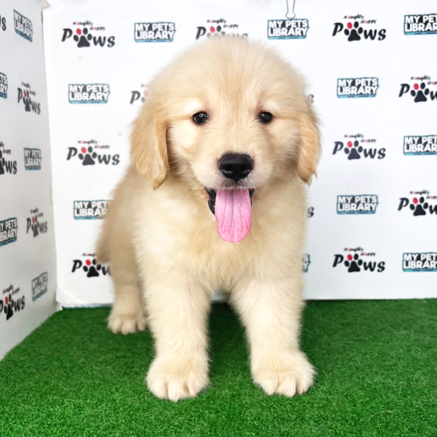 Golden Retriever Puppy (Female) For Sale