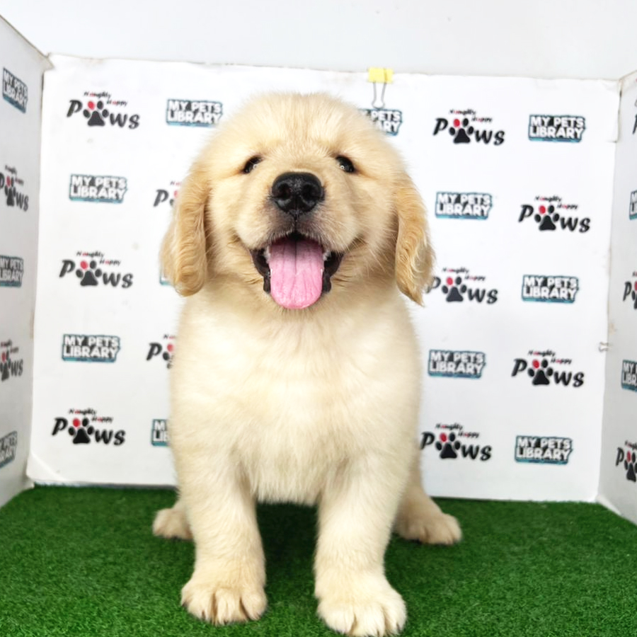 Golden Retriever Puppy (Female) For Sale