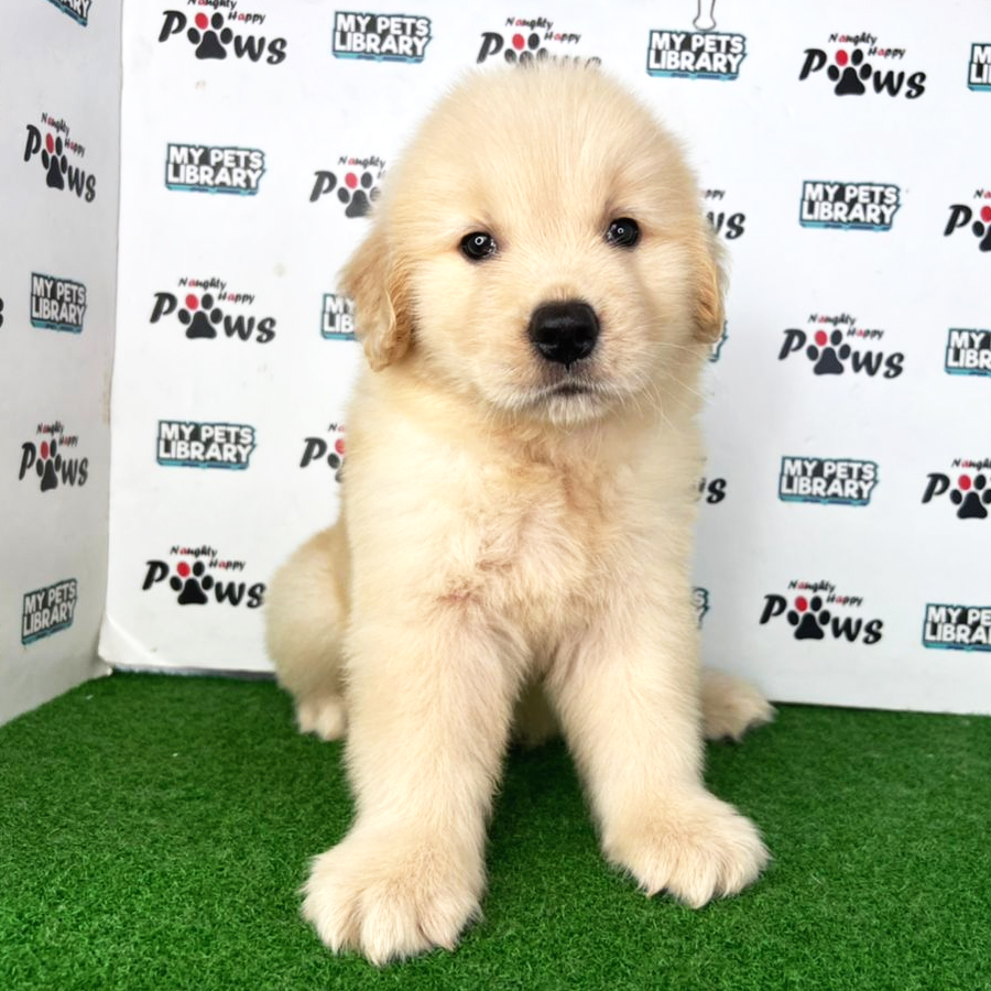 Golden Retriever Puppy (Male) For Sale