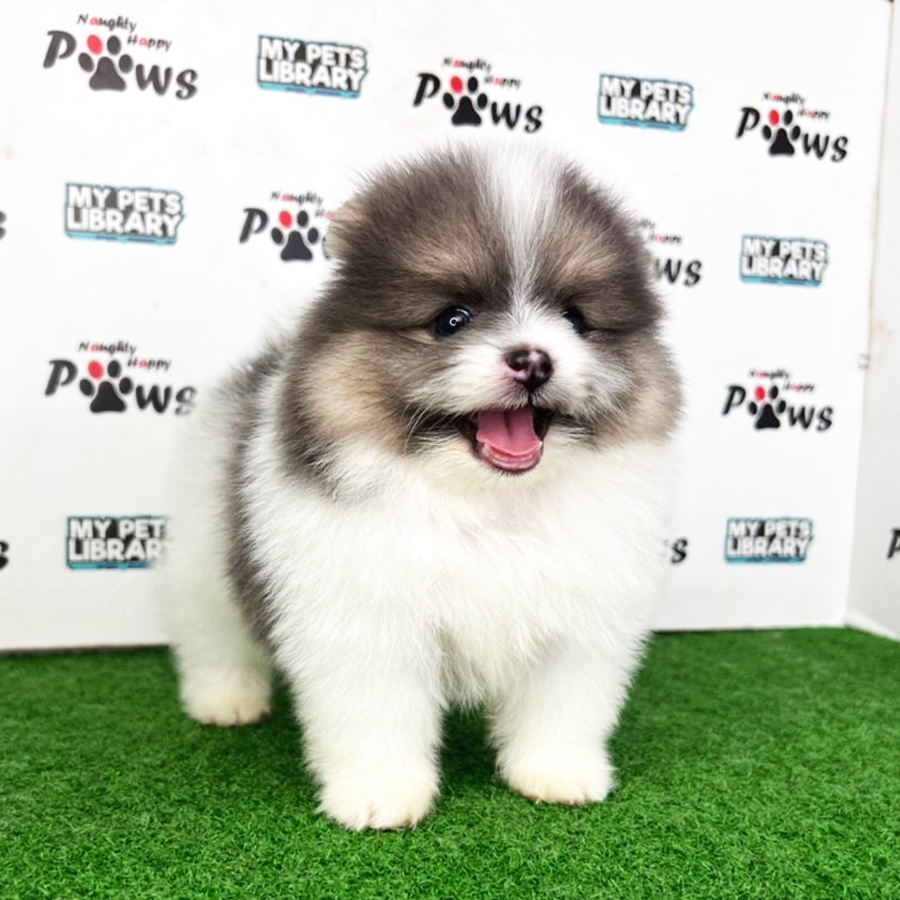 Pomeranian Puppy (Male) For Sale