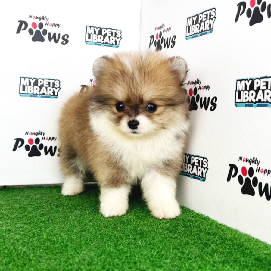 Pomeranian Puppy (Female) For Sale