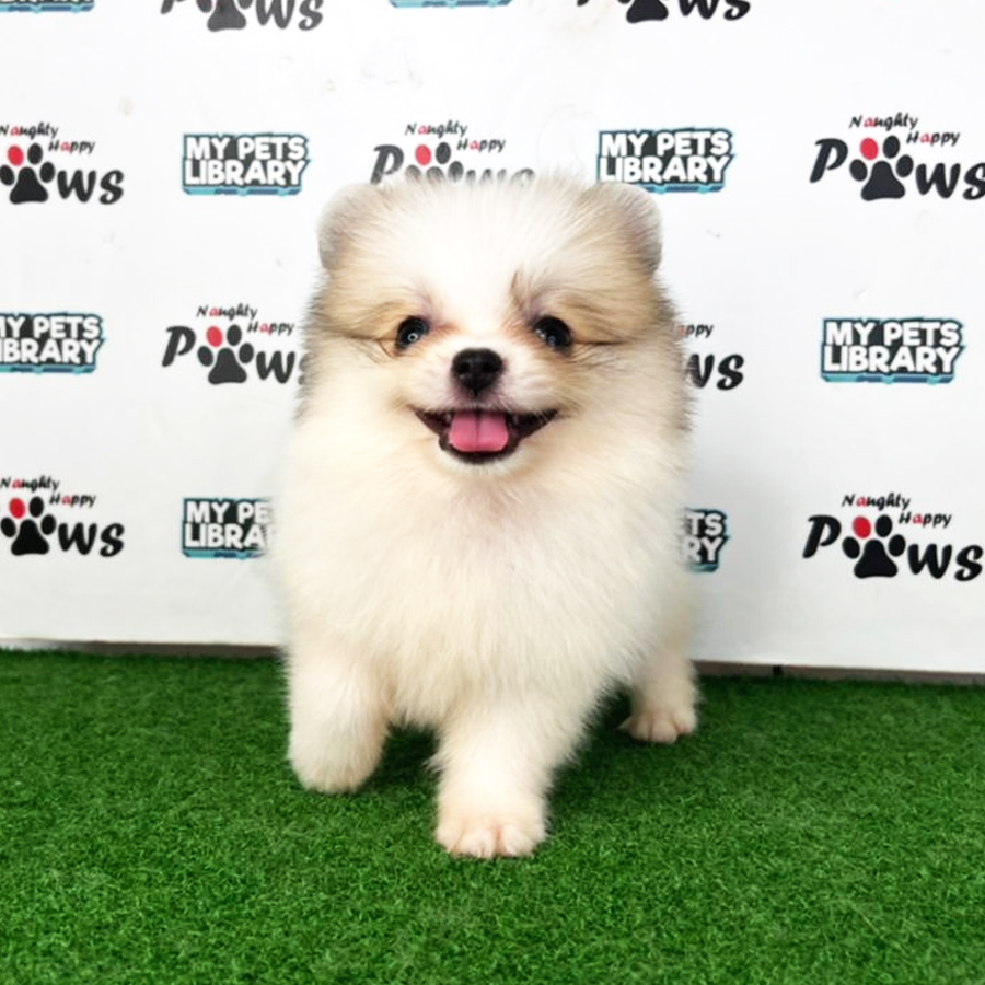 Pomeranian Puppy (Female) For Sale
