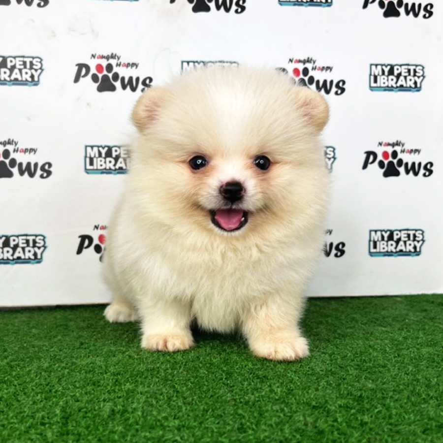 Pomeranian Puppy (Male) For Sale