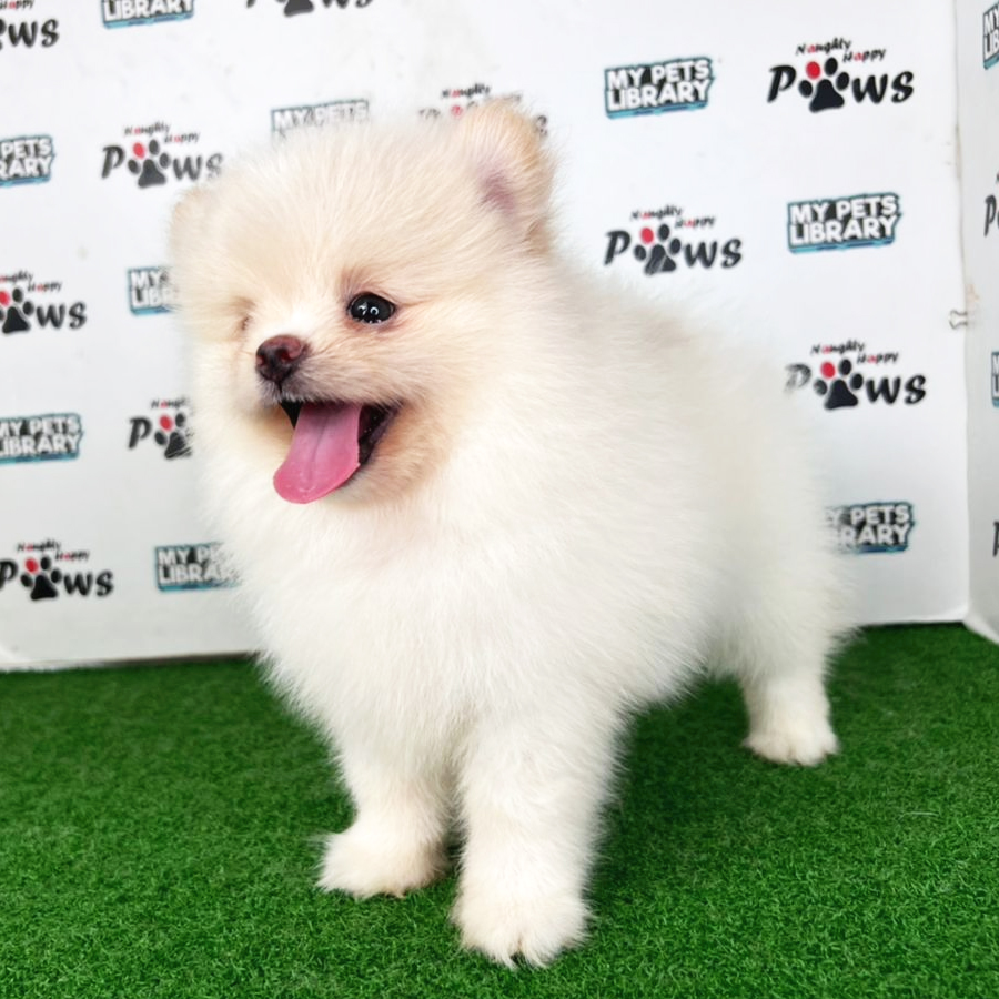 Pomeranian Puppy (Male) For Sale