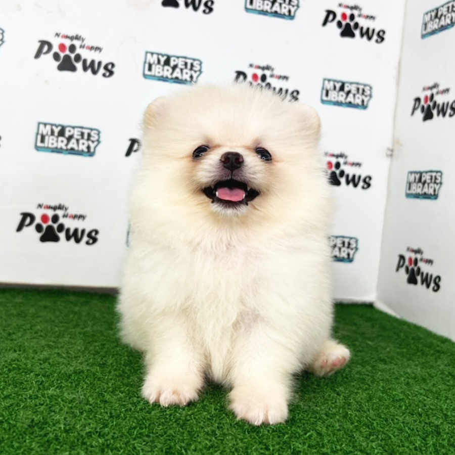 Pomeranian Puppy (Female) For Sale