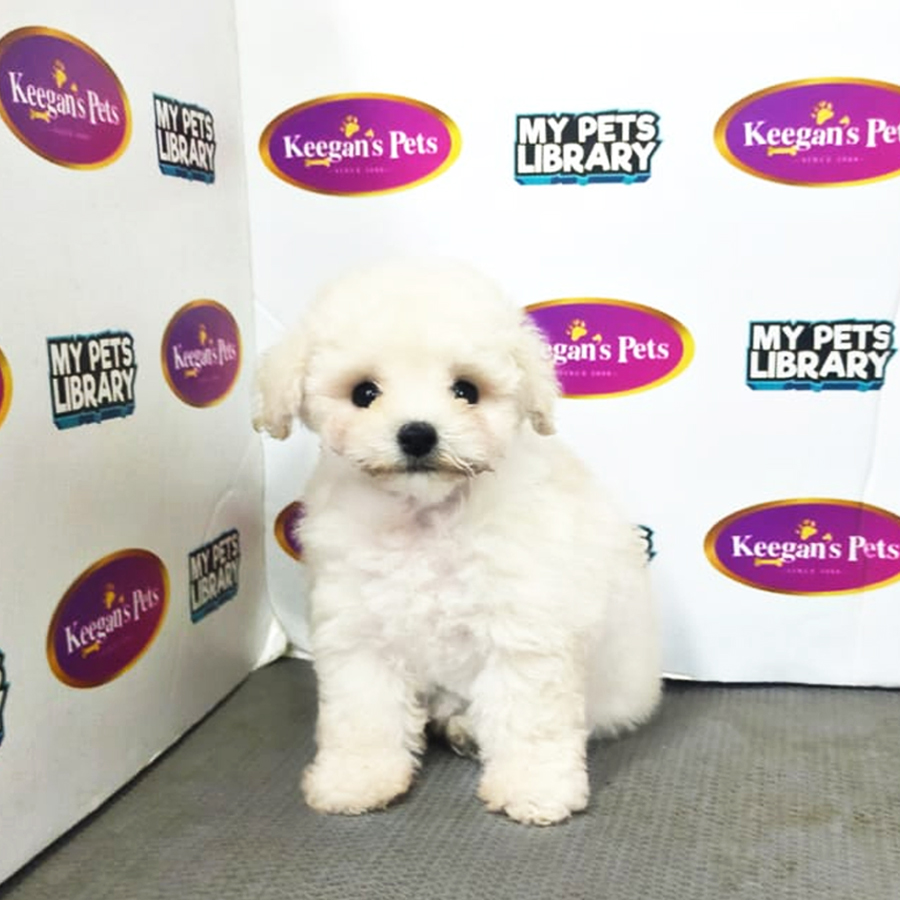 MKA Tiny Poodle Puppy (Female) For Sale