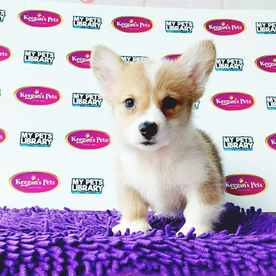 MKA Welsh Corgi Puppy (Male) For Sale