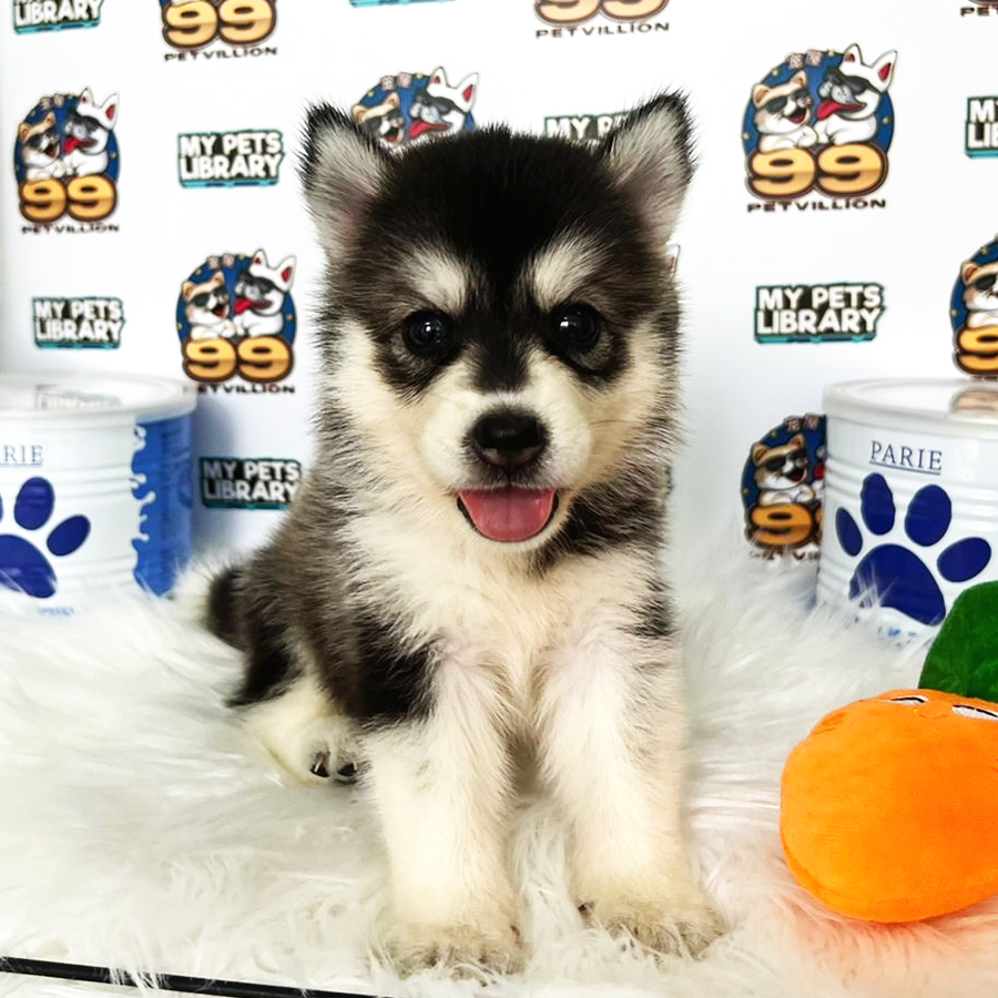 Pomsky Puppy (Female) For Sale