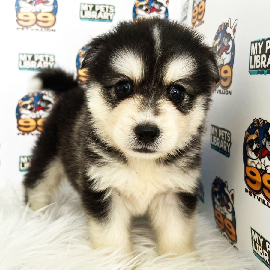 Pomsky Puppy (Male) For Sale