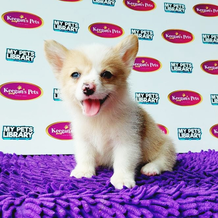 Welsh Corgi Puppy (Female) For Sale