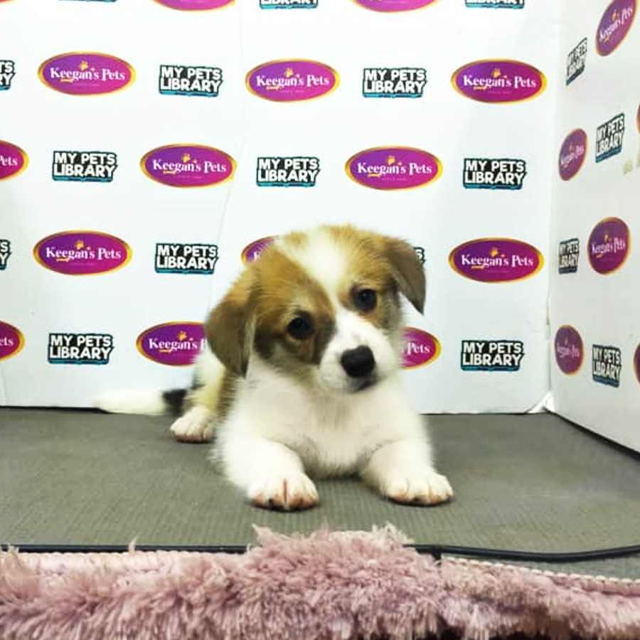 MKA Welsh Corgi Puppy (Female) For Sale