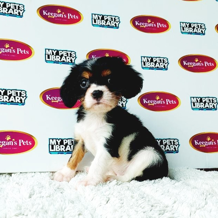 MKA Cavalier King Charles Spaniel Puppy (Male) For Sale