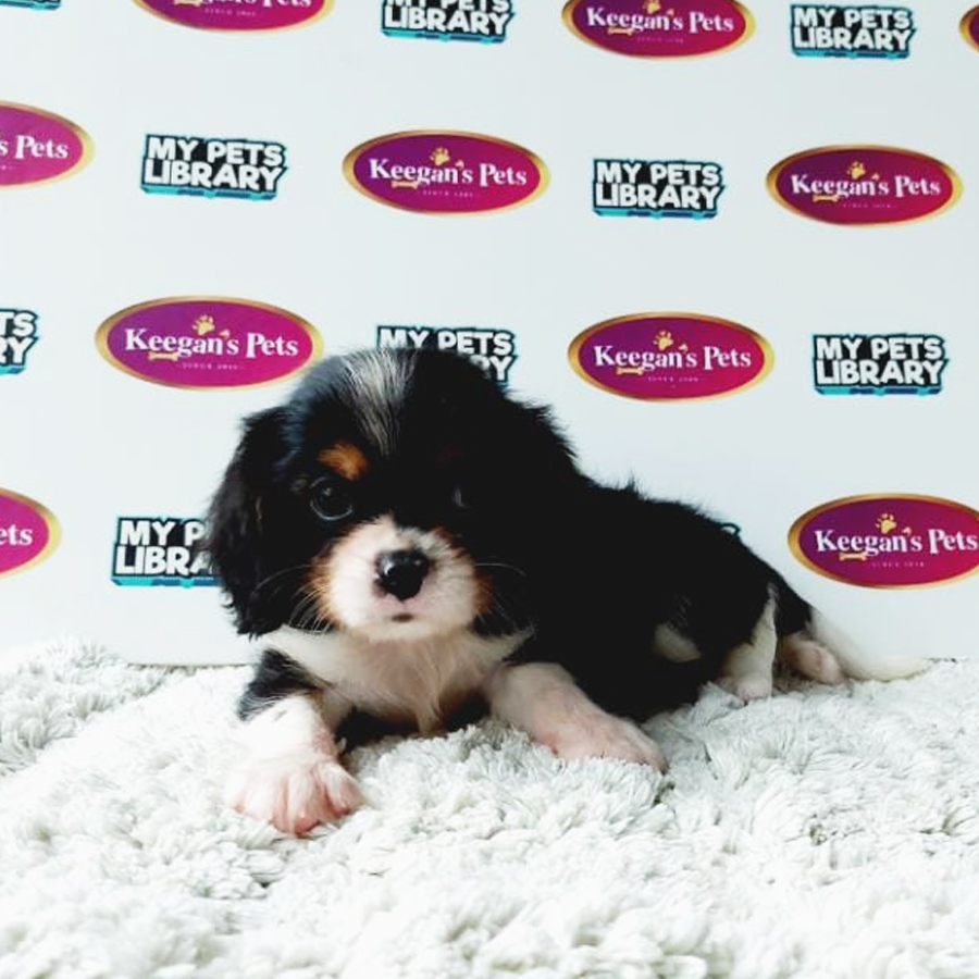 MKA Cavalier King Charles Spaniel Puppy (Male) For Sale