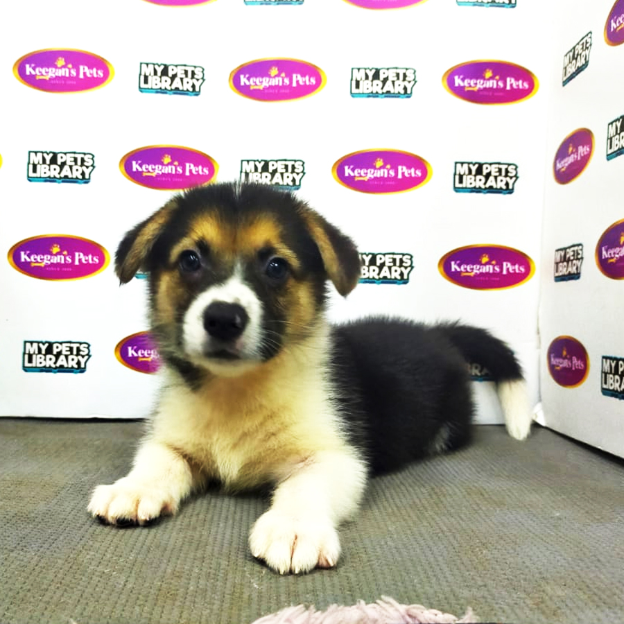 MKA Welsh Corgi Puppy (Male) For Sale