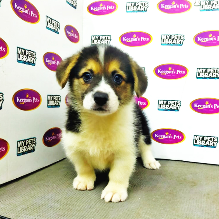 MKA Welsh Corgi Puppy (Male) For Sale