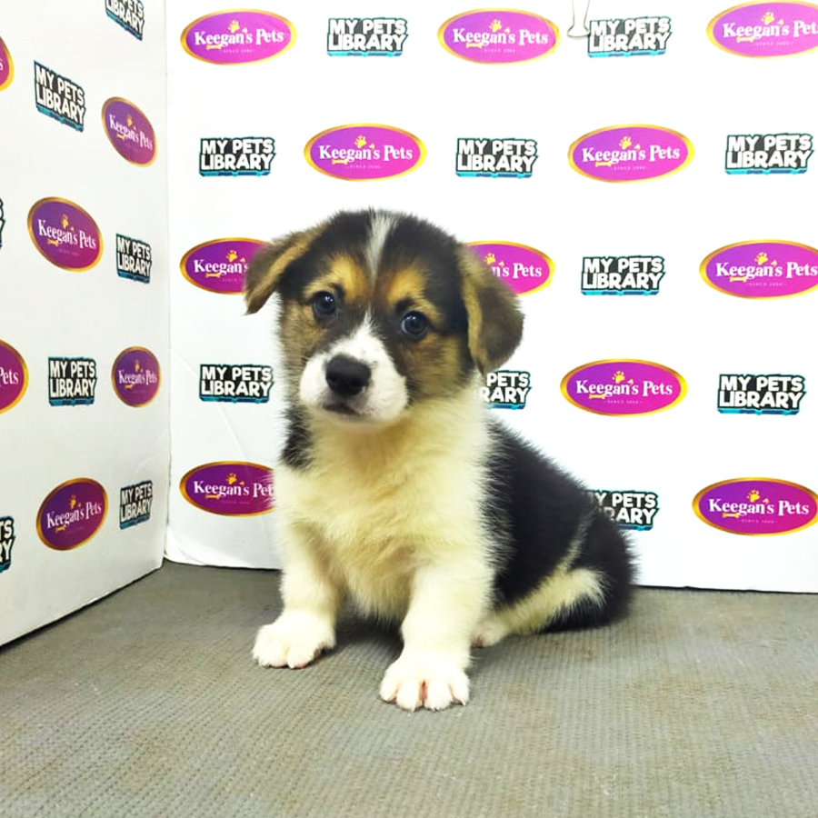 MKA Welsh Corgi Puppy (Male) For Sale