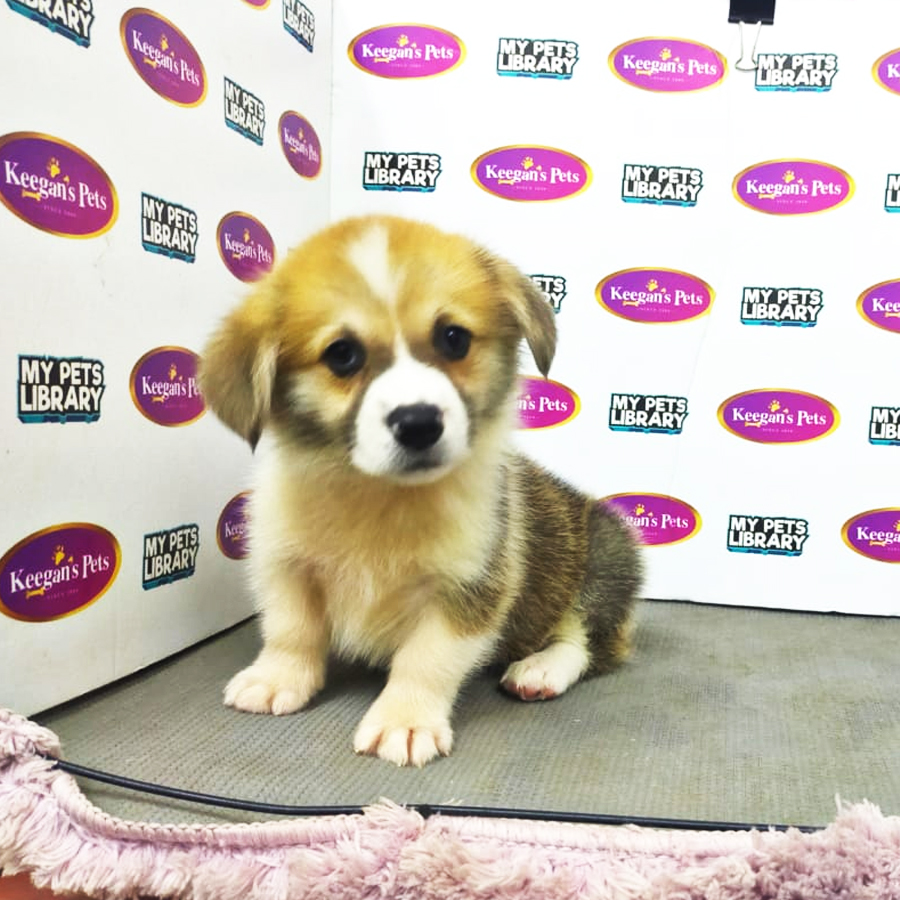 MKA Welsh Corgi Puppy (Male) For Sale