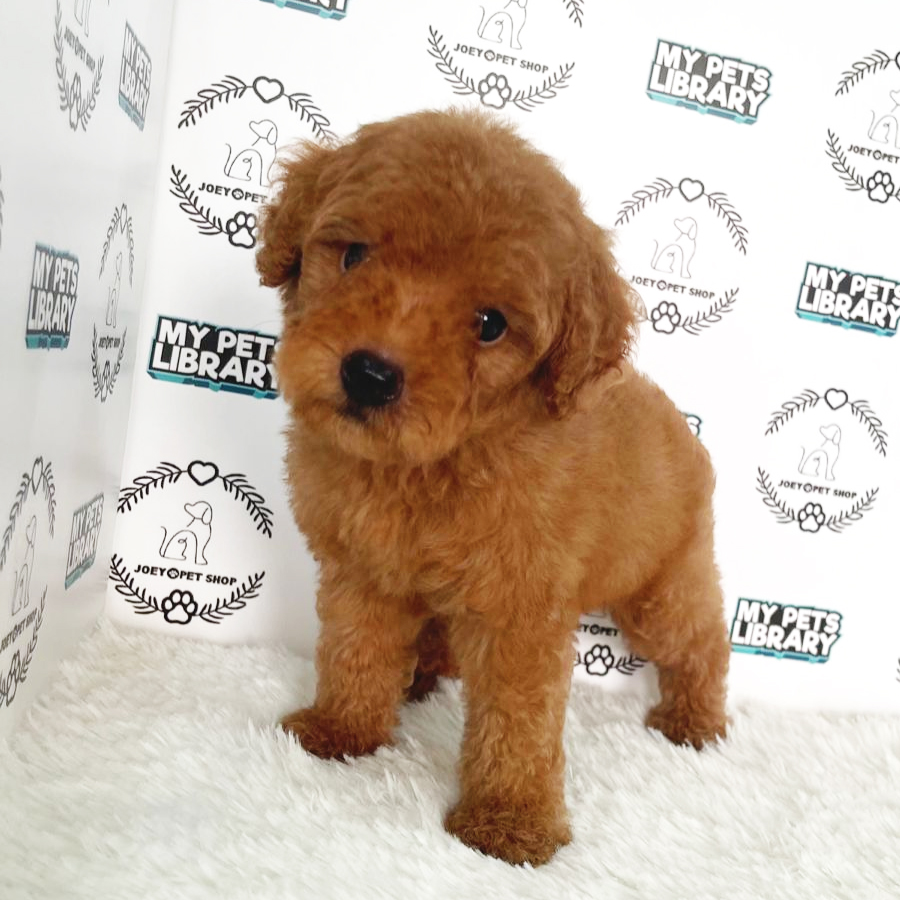 Toy Poodle Puppy (Male) For Sale