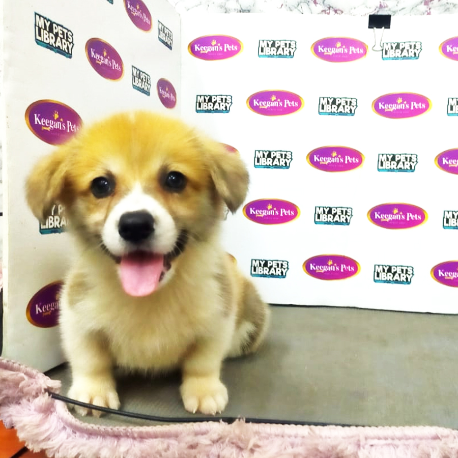 MKA Welsh Corgi Puppy (Male) For Sale