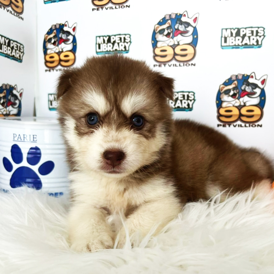 Pomsky Puppy (Female) For Sale