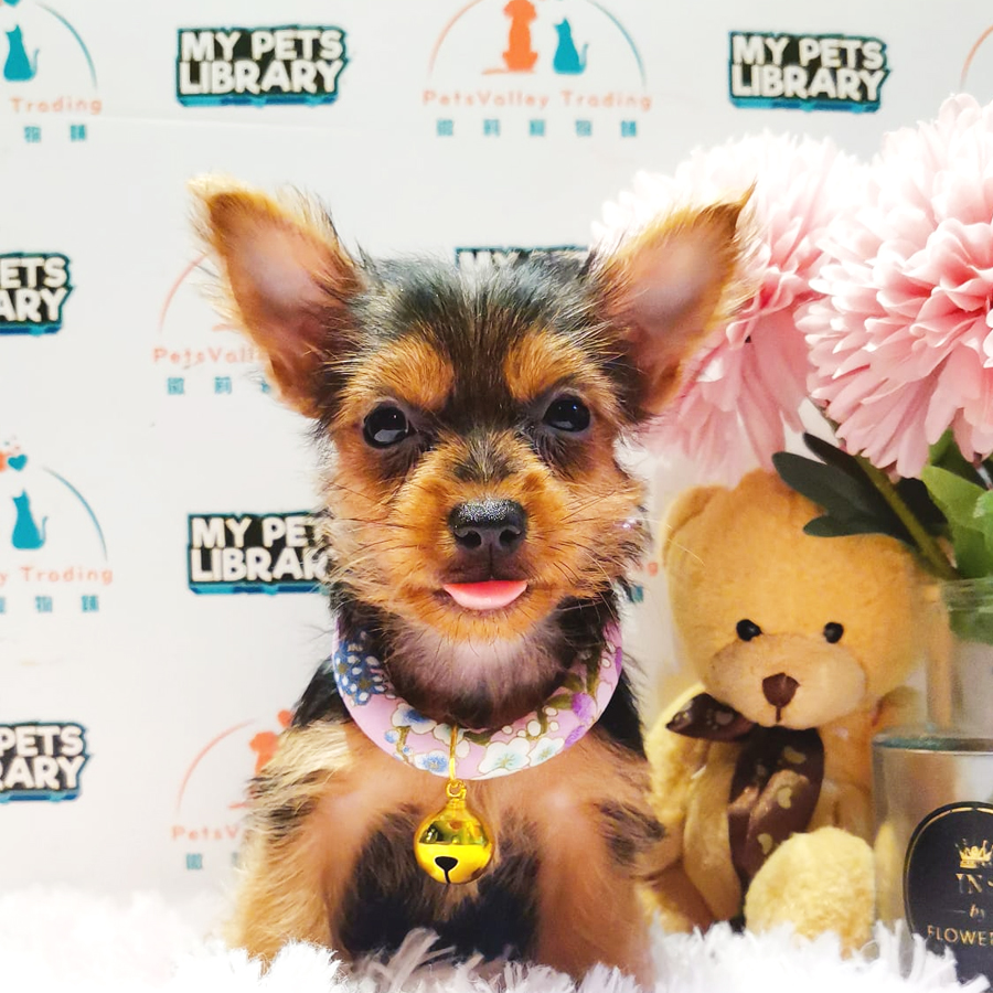 Silky Terrier Puppy (Female) For Sale