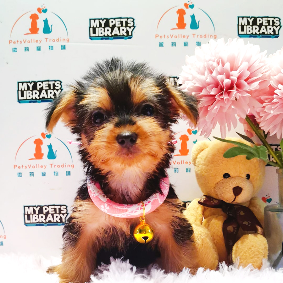 Silky Terrier Puppy (Female) For Sale