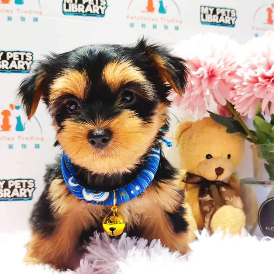 Silky Terrier Puppy (Male) For Sale