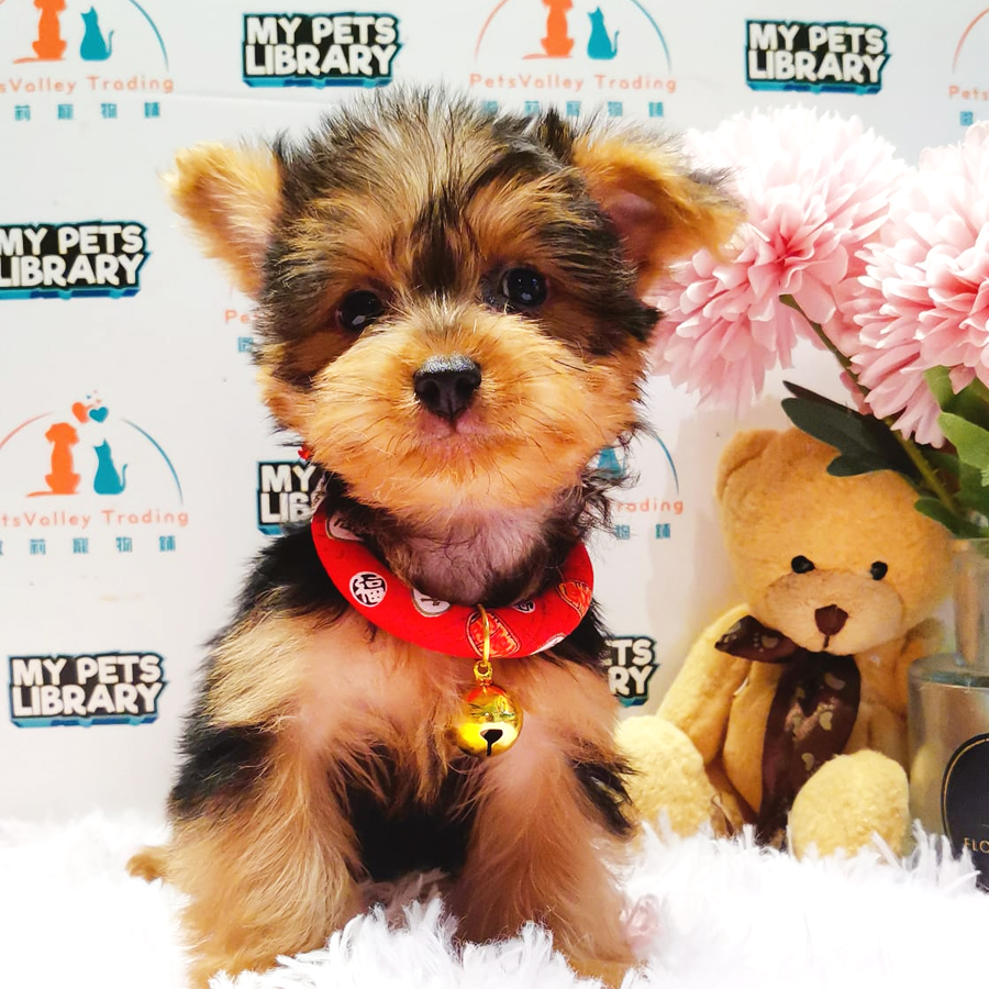 Silky Terrier Puppy (Male) For Sale