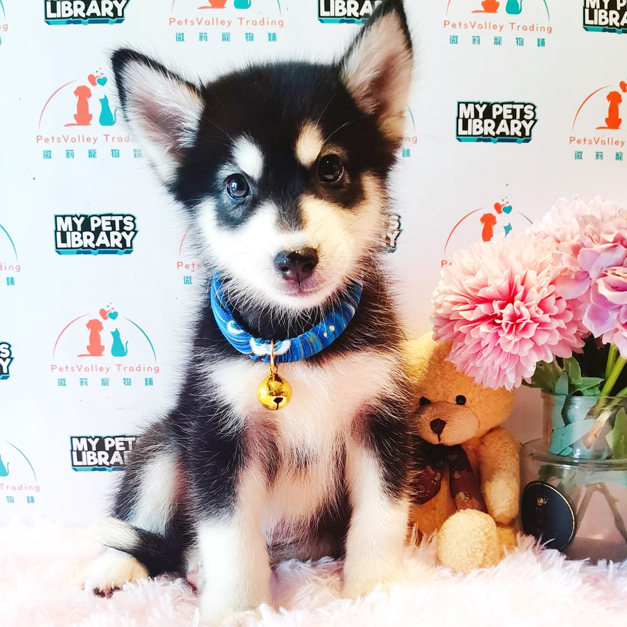 Pomsky Puppy (Male) For Sale
