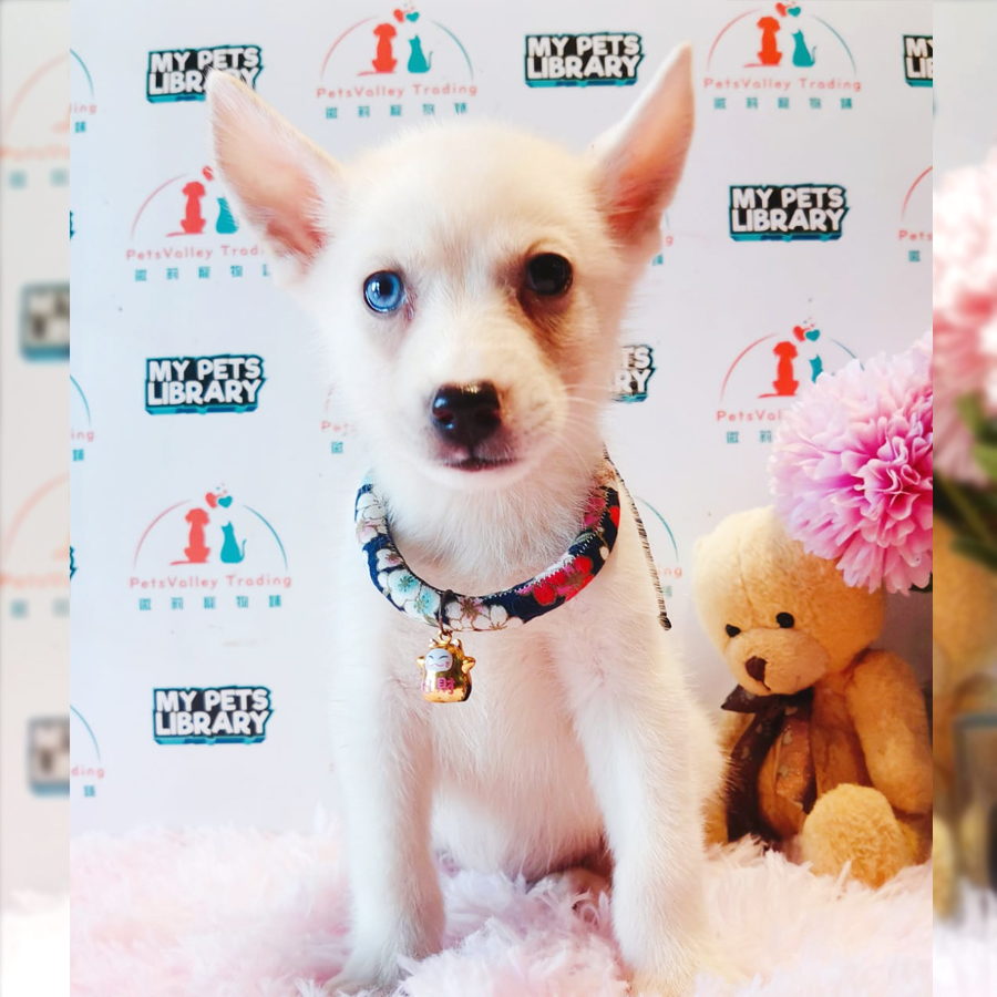 Pomsky Puppy (Male) For Sale