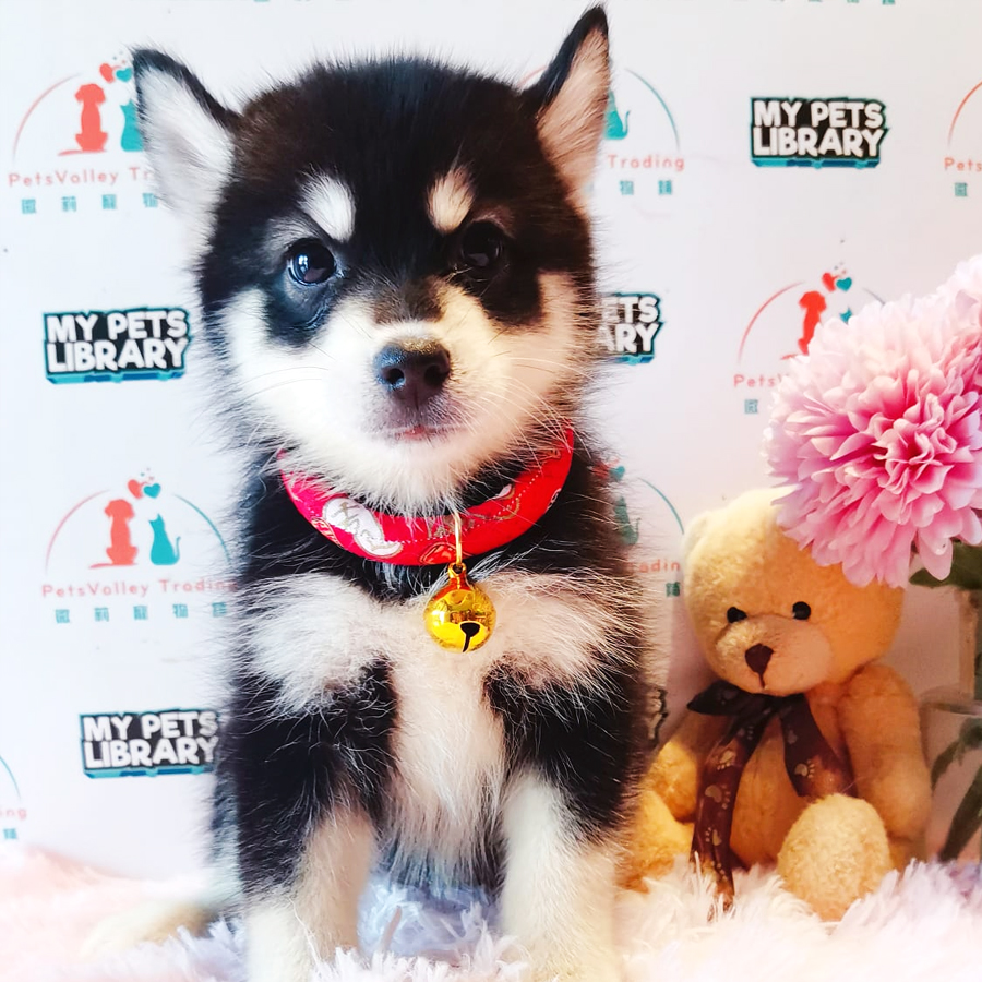 Pomsky Puppy (Female) For Sale