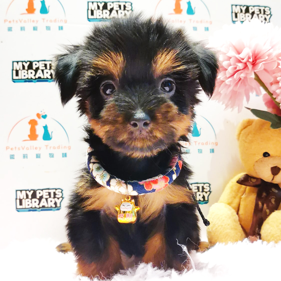 Silky Terrier Puppy (Male) For Sale